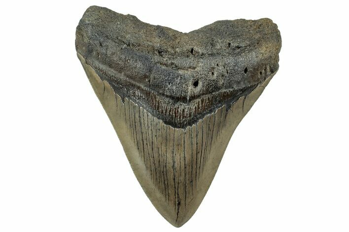 Serrated, Fossil Megalodon Tooth - South Carolina #325738